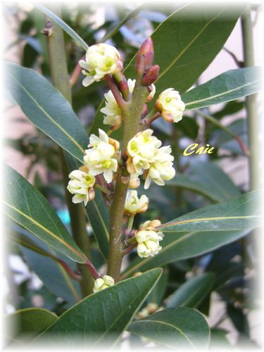 月桂樹 の 花 ほころぶ 月桂樹 Laurus Nobilis