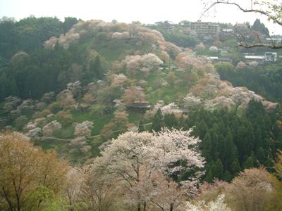 吉野山の桜_d0049152_22463688.jpg