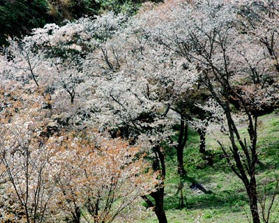 奈良県吉野山_e0035757_0462061.jpg