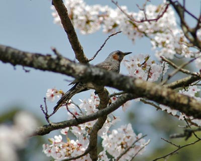 奈良県吉野山_e0035757_08249.jpg