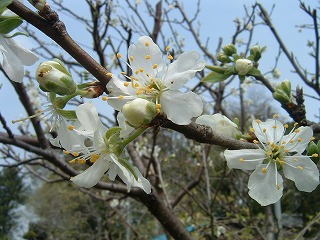 b0059860_20343431.jpg