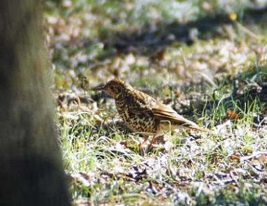 「トラツグミ」は、鳴き声が不気味で損をしている_d0019074_8562499.jpg