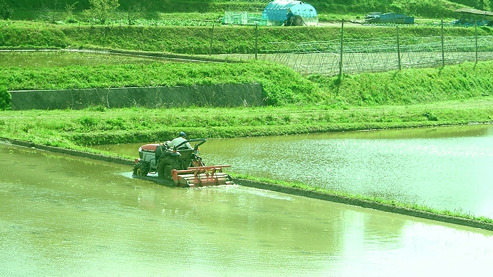 田植えの季節_f0068788_22385863.jpg