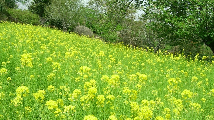 田植えの季節_f0068788_22462249.jpg