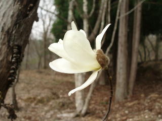 タムシバ開花！_f0043292_15204022.jpg