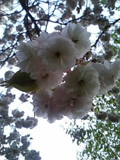 八重桜が満開です(^^)_b0020625_18332799.jpg