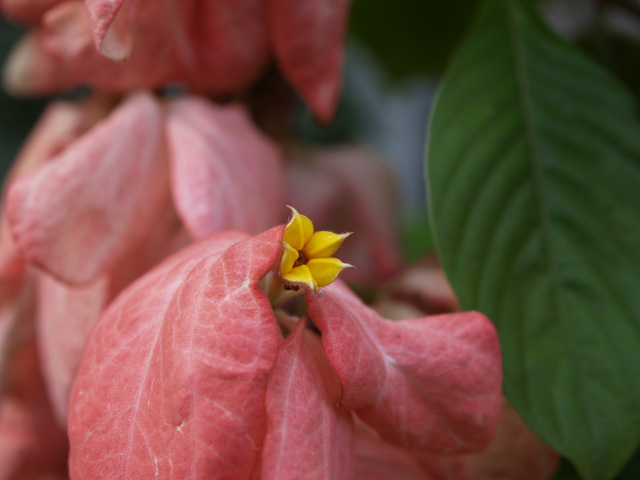 チャーン島の花・花・花　２_f0024992_821690.jpg