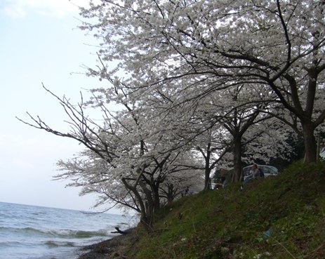 三井寺と奥琵琶湖　4月19日_d0038294_23291895.jpg