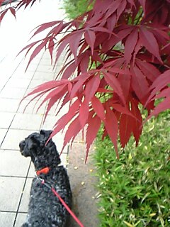 c0037701_01540.jpg