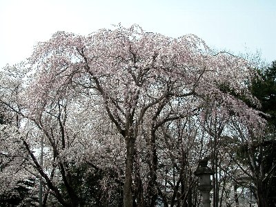 高田城観桜会_e0087201_222935.jpg