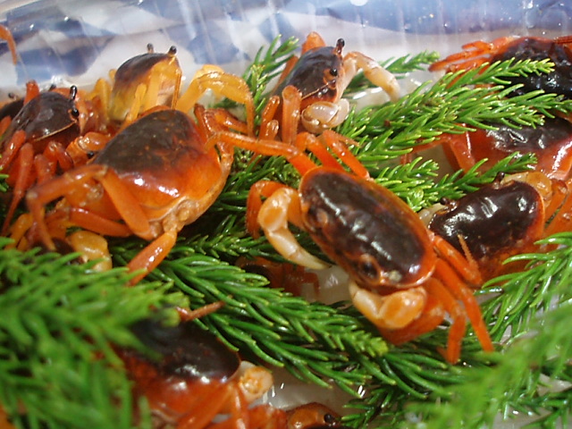 沢カニかさかさ フランチェスカ 宮城県仙台市にあるイタリア料理店です