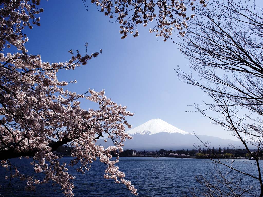 富士山と桜０６．０４．２０_f0035323_1428628.jpg