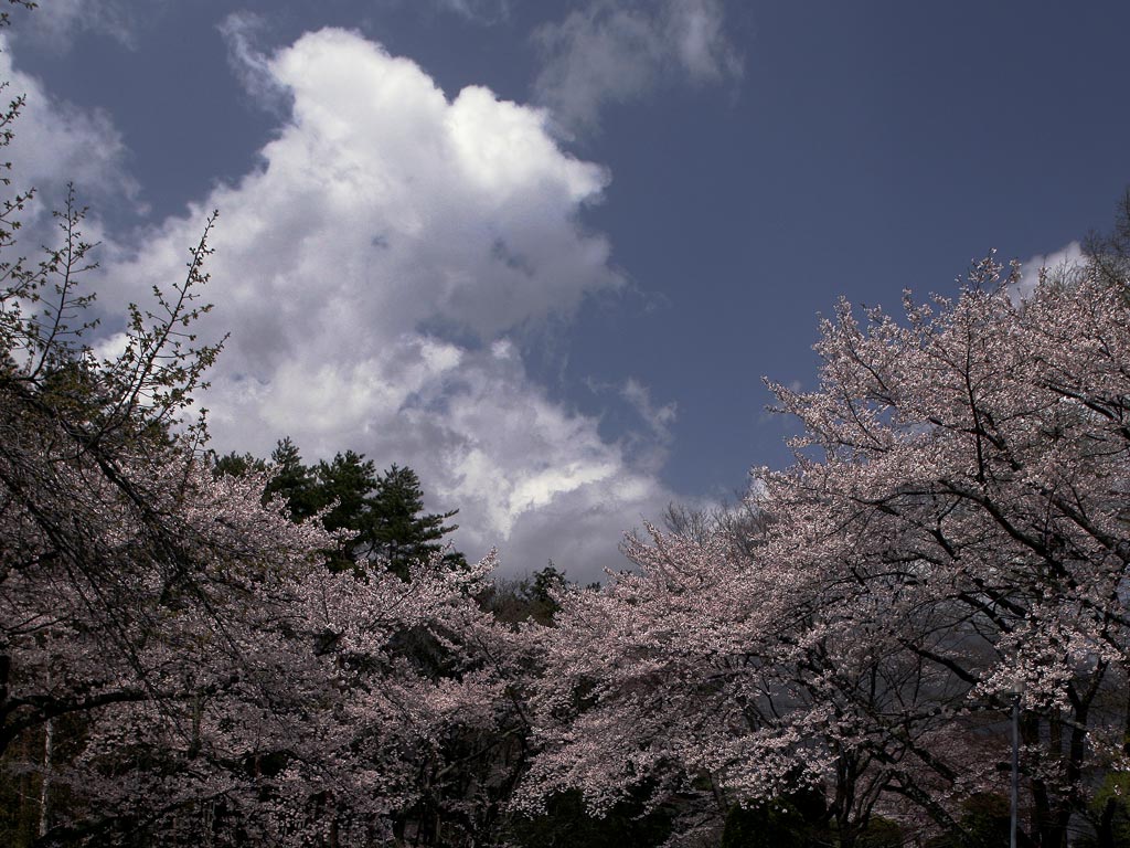 富士山と桜０６．０４．２０_f0035323_14385991.jpg