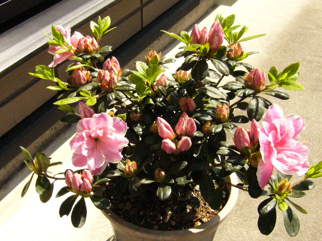 d0000324_1018245.jpg