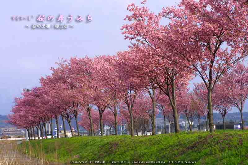 陽光桜 ようこうさくら 風にも負けない櫻 さくらch 陽光桜 ようこうさくら 風にも負けない櫻 さくらch