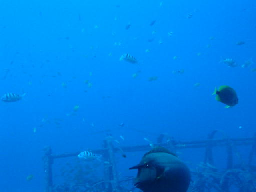 c0016642_1775662.jpg