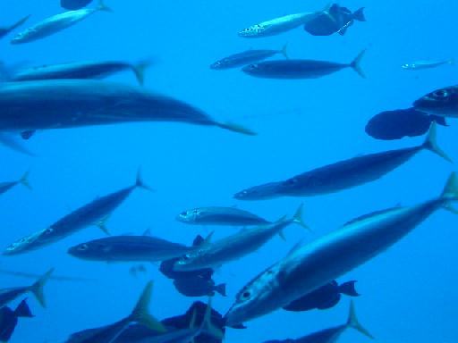 c0016642_178940.jpg