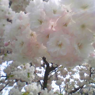c0039153_0412074.jpg