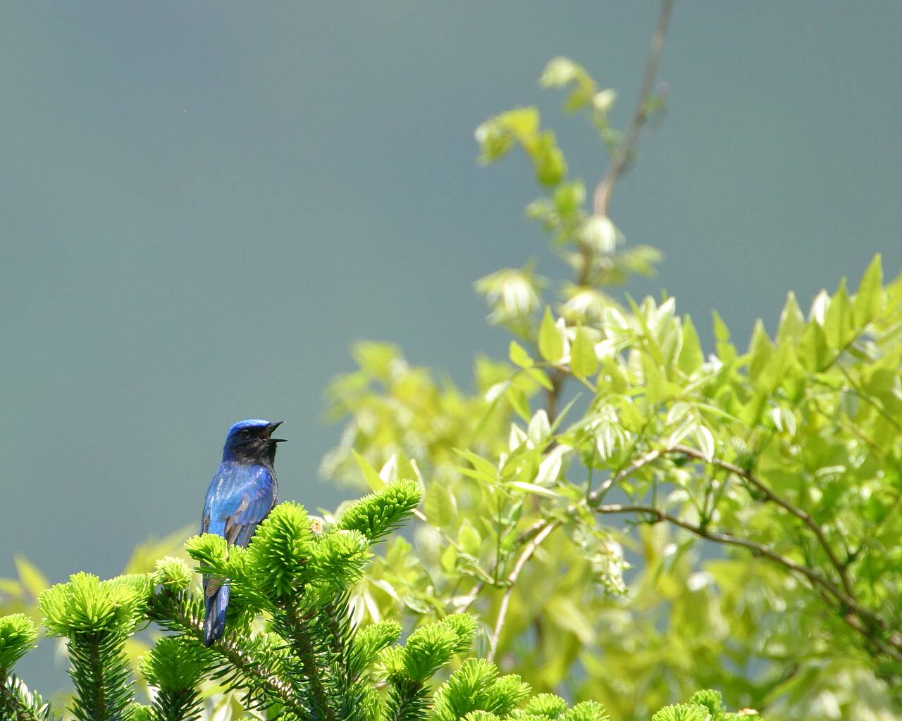 目に青葉 山不如帰 初鰹 Life With Birds 3 目に青葉 山不如帰 初鰹 Life With Birds 3
