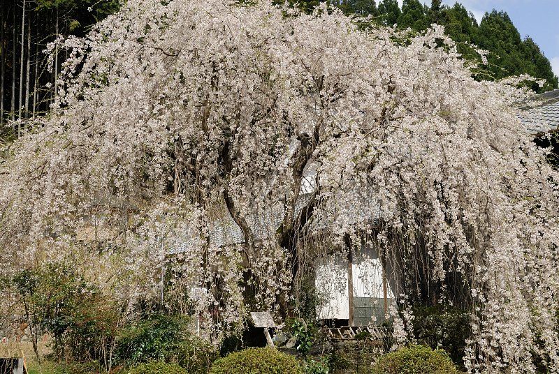 宝蔵寺の枝垂れ桜20060419_a0050572_12255891.jpg