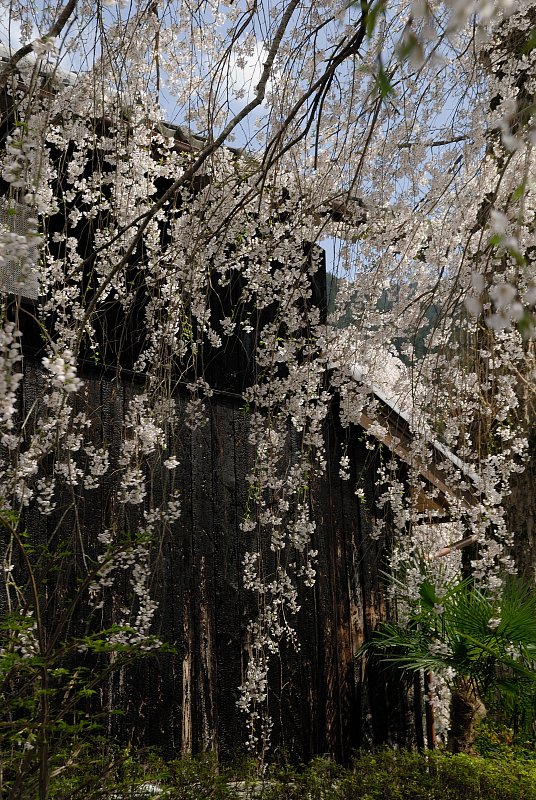 宝蔵寺の枝垂れ桜20060419_a0050572_12261068.jpg