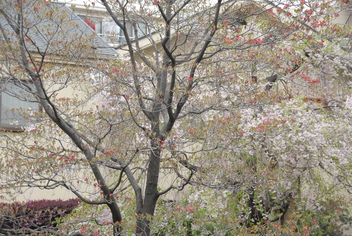 花水木、枝垂桜、紅花常磐万作＠散歩_d0056382_21374556.jpg