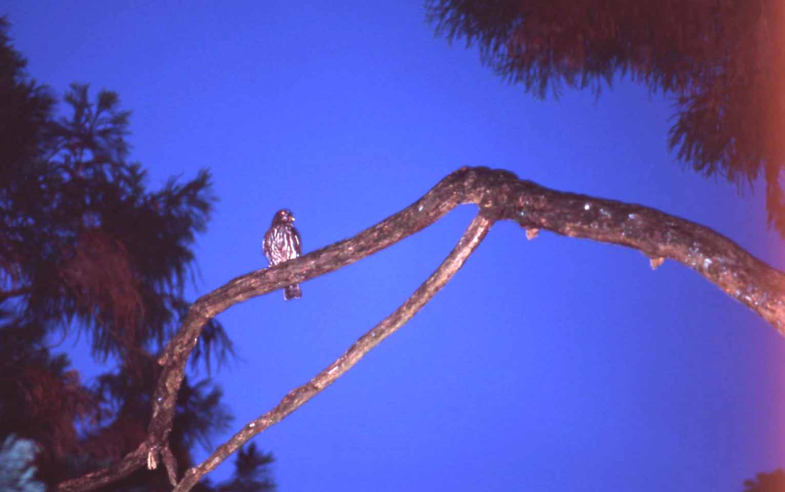 今年もアオバズクがやって来ました。_f0047593_18284121.jpg