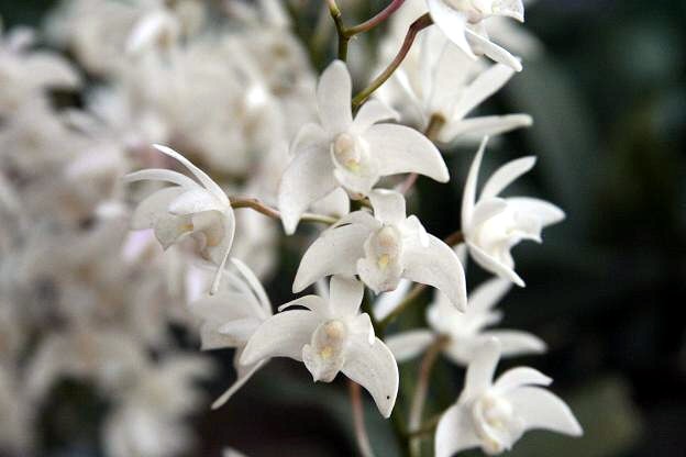 園芸植物 ４ ラン科の植物 えるだま 世界の国から