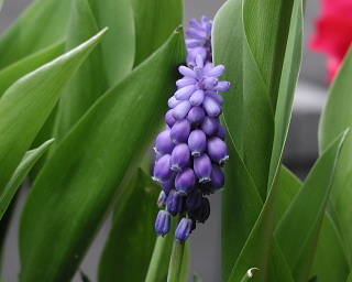4月の花 紫 銀狐のブログ 4月の花 紫 銀狐のブログ