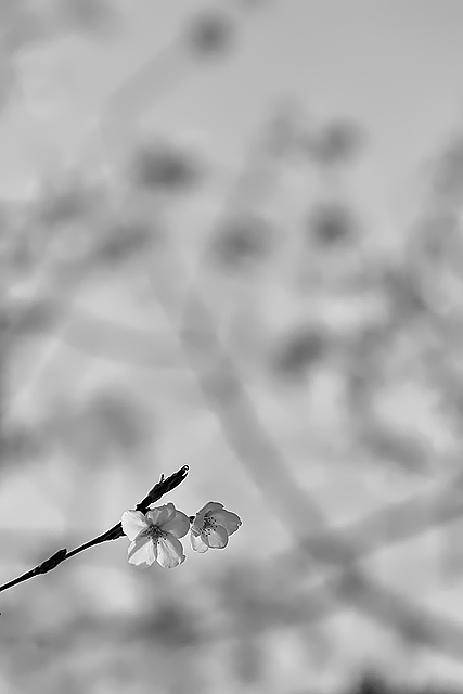 my pace_e0018318_1923272.jpg