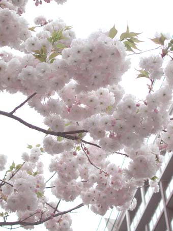 牡丹桜_f0021321_20211273.jpg