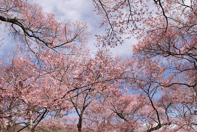 桜求めてバスの旅　　高遠城址編 _e0077631_192189.jpg