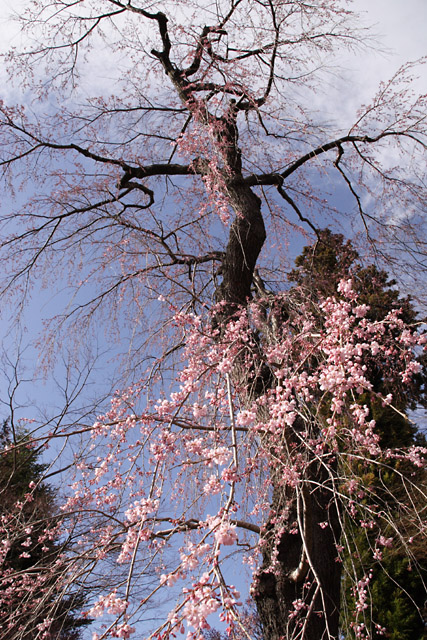 桜求めてバスの旅　　高遠城址編 _e0077631_1931645.jpg