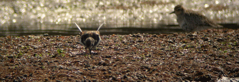c0042548_22202511.gif