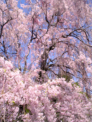 ブロンクスの桜_f0056476_0473314.jpg