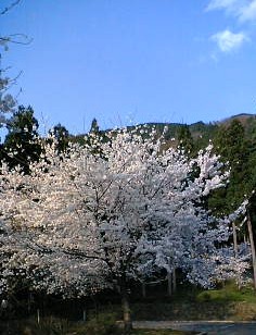 山桜は今が満開！_e0093881_050669.jpg