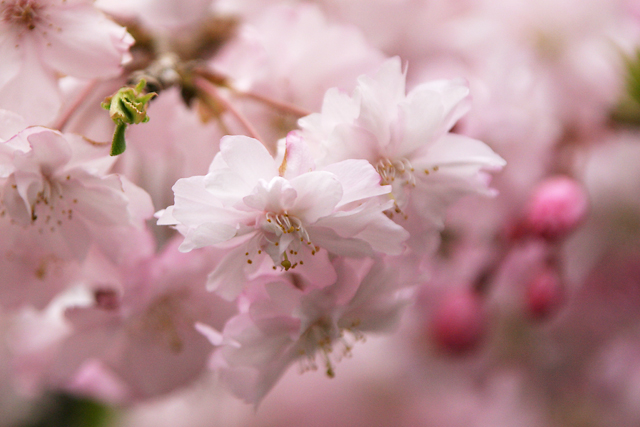 三多気の桜撮影会　2_b0029997_17362043.jpg