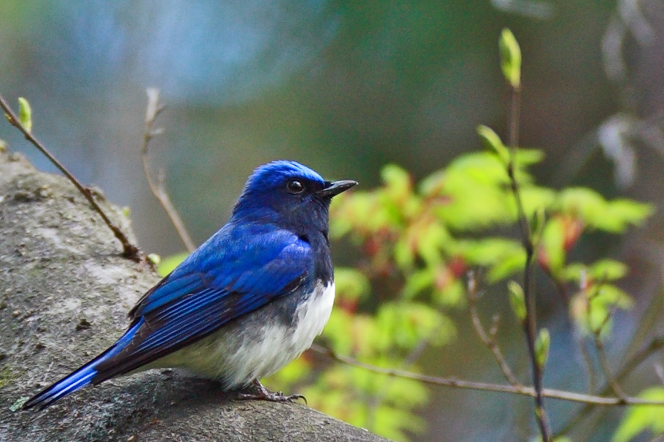 Blue and White Flycatcher_c0034905_23251323.jpg