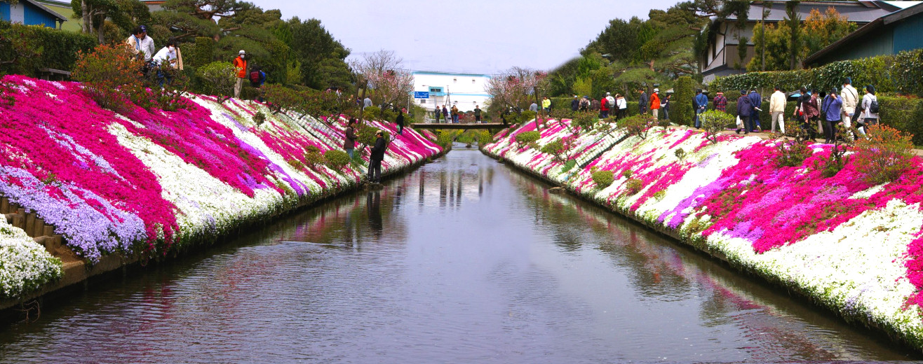 伊勢原 芝桜祭り 趣味の画像遊び