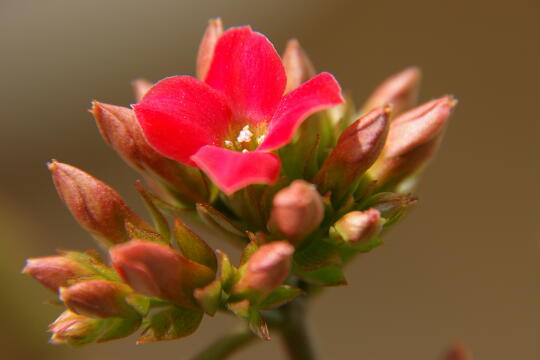 小さな花_b0083811_10234542.jpg