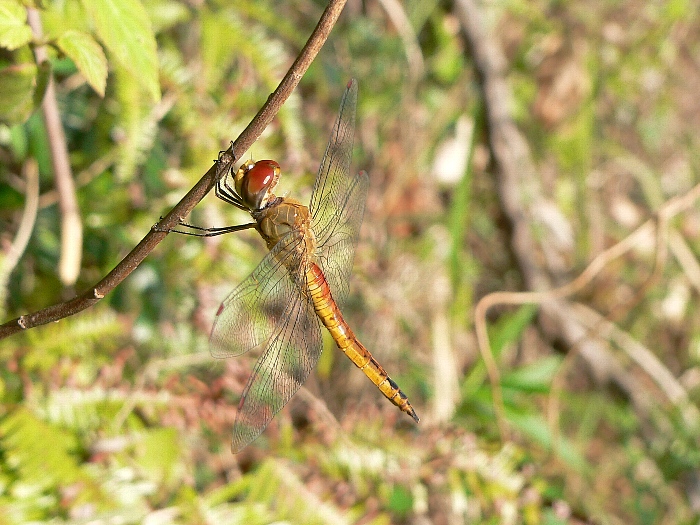 e0002314_20233039.jpg