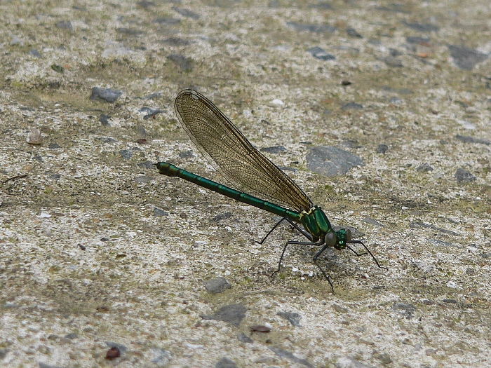 e0002314_205441.jpg