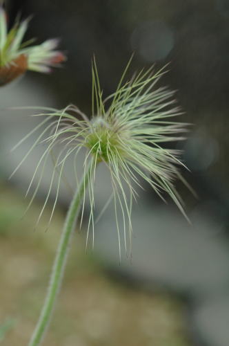 市川万葉植物園_f0012718_7381815.jpg