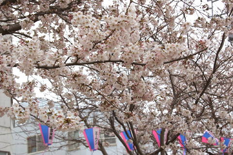 桜の開花情報_f0105218_10474151.jpg