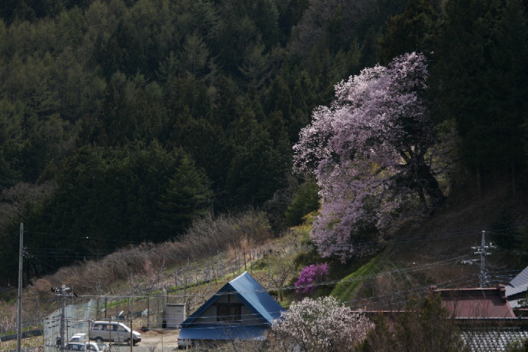 切妻様式の屋根が残る山梨市北原集落の春・・・_f0081726_733124.jpg