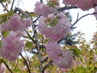 c0039428_22481378.jpg