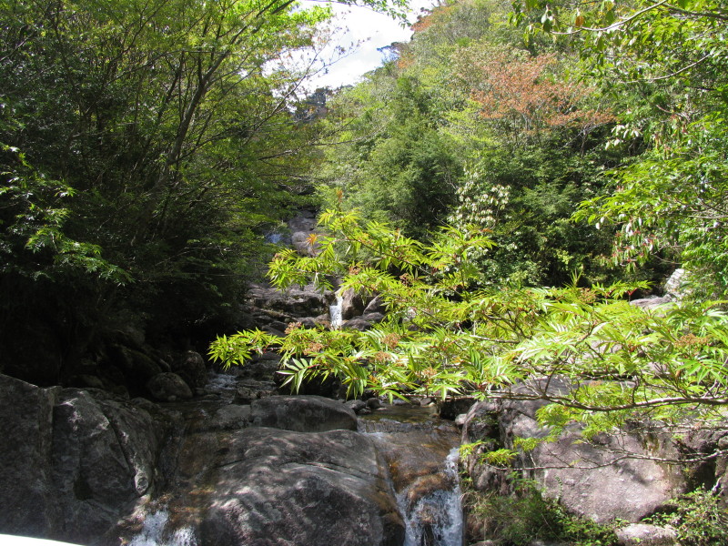 縄文杉　～　荒川登山口_d0038630_19311156.jpg