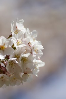 桜_e0012533_10375126.jpg