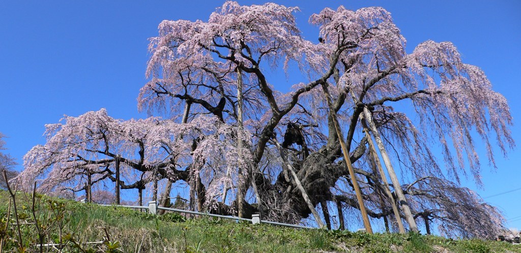 三春の滝桜_f0048234_2184661.jpg