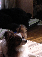 c0065643_16281370.jpg